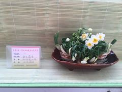 -龙大花卉苗木市场