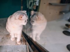 -飞行喵MR PILOT|猫舍·猫咖(静安大融城店)