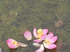 -天津东丽湖风景区