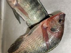 -南宁良凤江国家森林公园