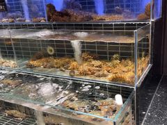 -浩运·海鲜青岛菜·海胆水饺(石老人店)
