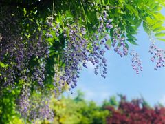 -嘉定紫藤园