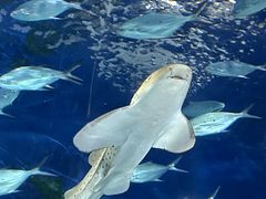 -上海海洋水族馆