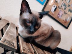 -猫友咖啡店(玉林西路店)