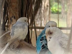 -福建鲤鱼洲酒店