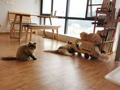 -猫小主咖啡·猫咖cat cafe(福田店)