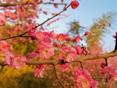 -顾村公园