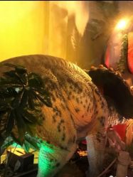 -恐龙探索乐园(磁器口店)