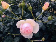 -人民公园(罗湖区)