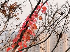 -金鸡山公园