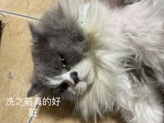 -瑞派名望24h动物医院异宠专科·猫专科·骨科·重症监护分院