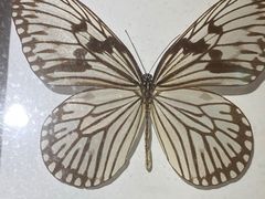 -上海大自然野生昆虫馆(东方明珠·爬宠昆虫探索中心)