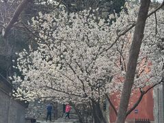 -北京鹫峰国家森林公园