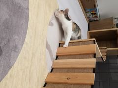 -滚猫咖啡·猫咖·猫友好撸猫(未来城店)