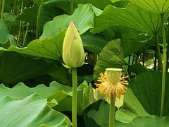 -莲花池公园