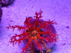 -上海海洋水族馆