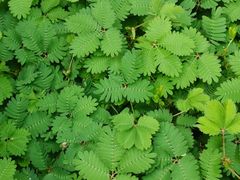 -正佳雨林生态植物园