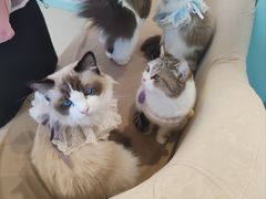 -怪兽屋·羊驼·猫咖·狗咖(俊华广场店)