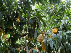 -老袁家蜜桃农场·阳山水蜜桃