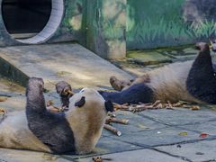 -中国大熊猫保护研究中心雅安碧峰峡基地