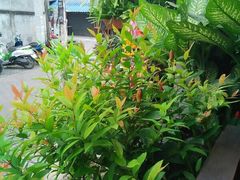 -Dash Teak House