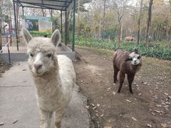 -广东花都香草世界旅游度假区