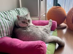 -瑞派蒂凯宠物医院·心脏科·口腔科·皮肤科