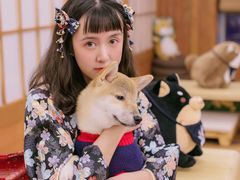 -豆柴町-柴犬主题狗咖(红鼎国际C座店)