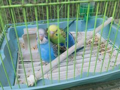 -青石桥花鸟鱼虫市场(叠翠城店)