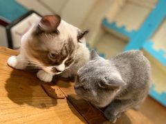 -猫小院猫主题咖啡厅(北锣店)