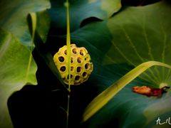 -南通博物苑-崇川人民公园