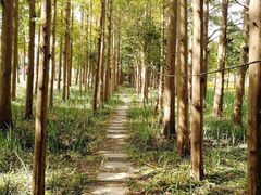 -上海长兴岛郊野公园