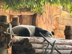 -泉州海丝野生动物世界