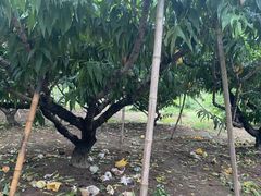 -老袁家蜜桃农场·阳山水蜜桃