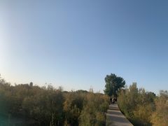 -金塔沙漠胡杨林景区