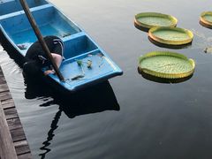 -荷塘月色湿地公园·向阳花洲