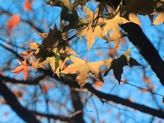 -北京西山国家森林公园