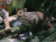 -重庆中国三峡博物馆(重庆博物馆)