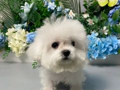 -BABIT巴比特宠物(MOMOPARK店)