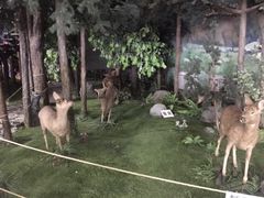 -吉林省自然博物馆