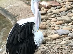 -费瑟代尔野生动物园