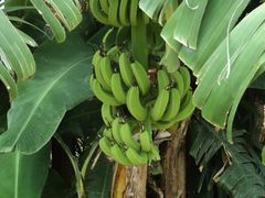 DSC00722_旋转-三亚亚龙湾金棕榈度假酒店