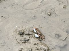 -北海金海湾红树林生态旅游区