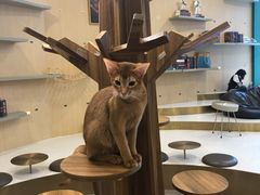 -飞行喵MR PILOT|猫舍·猫咖(静安大融城店)