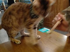 -猫色咖啡·猫咖