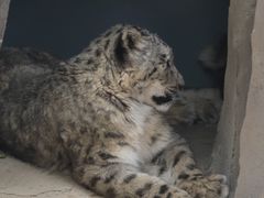 -青藏高原野生动物园
