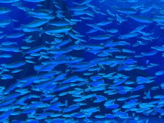 -上海海昌海洋公园