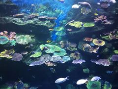 -暹罗海洋世界