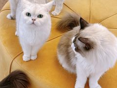 -1013 PET SHOP精品宠物商店(丁香店)