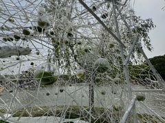 -上海鲜花港